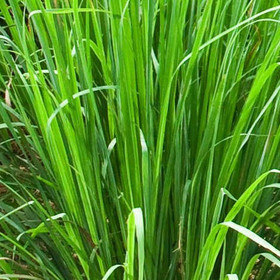 Eteerinen sitronellaöljy (Java)