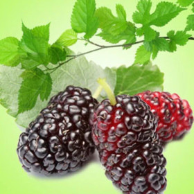 Mulberry-tuoksuöljy (Nature's Garden) 10 ml