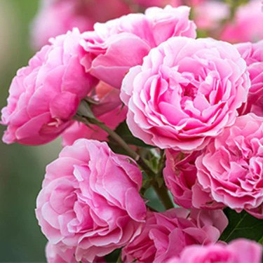 Ode de Rose -tuoksuöljy (Nature's Garden)