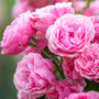 Ode de Rose -tuoksuöljy (Nature's Garden)