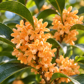 100 % osmanthus-absoluutti