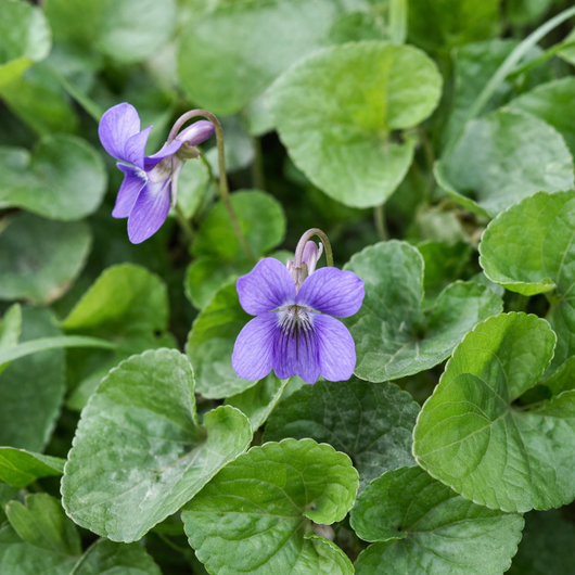 100 % orvokinlehtiabsoluutti