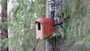 KOTA®- Robinhouse linnunpönttö.