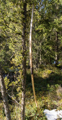 D/R Pitkäjousi (46#@28