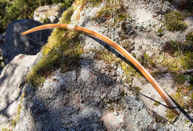 Perusjousi (toiveiden mukaan)