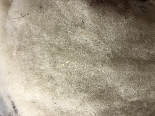 Huovutusvilla/Varpaanvälivilla