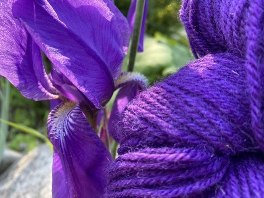 Hupulaanen Iris