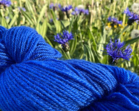 Hupulaanen  Ruiskaunokki