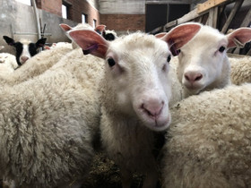 Komiee Natural White