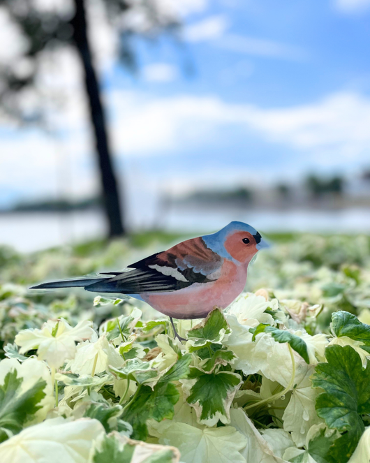 Lintulorut osa 1 (talvilintujen pihabongausta vietetään 24.–25.1.2026!)