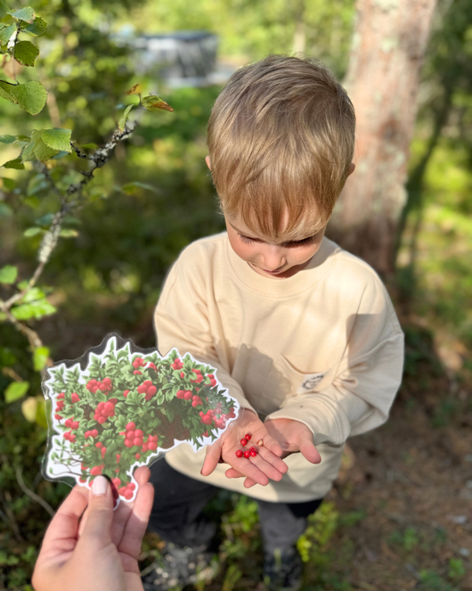 Metsälorut (sienilorut, marjalorut, sienestys, marjastus)