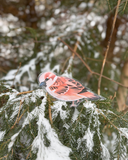 Lintulorut osa 1 (talvilintujen pihabongausta vietetään 24.–25.1.2026!)