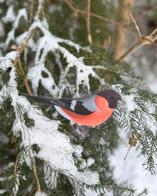 Lintulorut osa 1 (talvilintujen pihabongausta vietetään 24.–25.1.2026!)