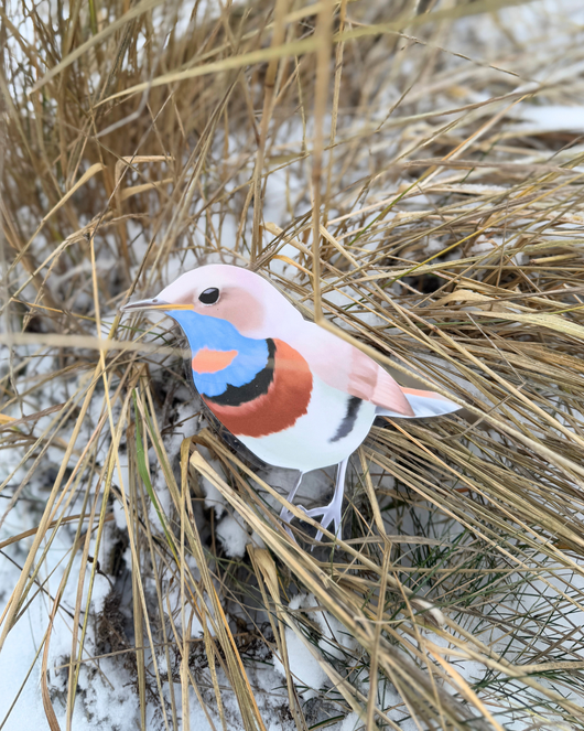 Lintulorut osa 2 (talvilintujen pihabongausta vietetään 24.–25.1.2026!)