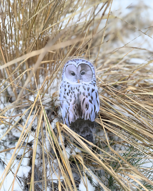 Lintulorut osa 2 (talvilintujen pihabongausta vietetään 24.–25.1.2026!)