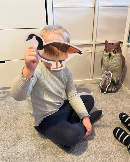 Lintulorut osa 1 (talvilintujen pihabongausta vietetään 24.–25.1.2026!)