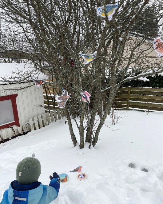 Lintulorut osa 1 (talvilintujen pihabongausta vietetään 24.–25.1.2026!)