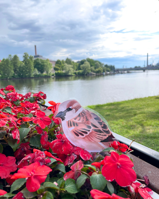 Lintulorut osa 1 (talvilintujen pihabongausta vietetään 24.–25.1.2026!)