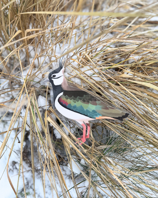 Lintulorut osa 2 (talvilintujen pihabongausta vietetään 24.–25.1.2026!)