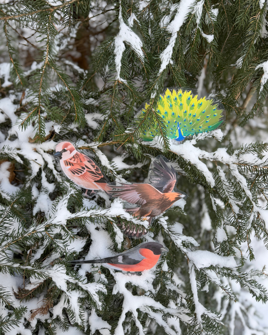 Lintulorut osa 1 (talvilintujen pihabongausta vietetään 24.–25.1.2026!)