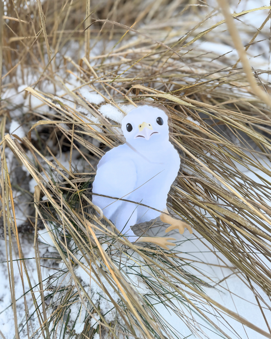 Lintulorut osa 2 (talvilintujen pihabongausta vietetään 24.–25.1.2026!)