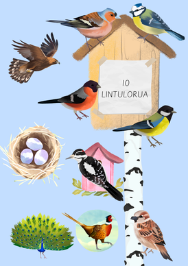 Lintulorut osa 1 (talvilintujen pihabongausta vietetään 24.–25.1.2026!)