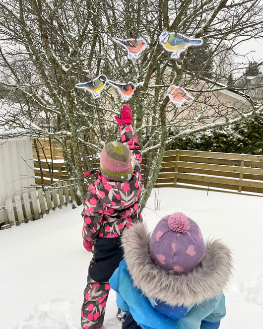Lintulorut osa 1 (talvilintujen pihabongausta vietetään 24.–25.1.2026!)