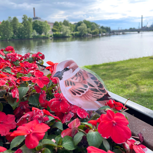 Lintulorut osa 1 (lasten lintuviikkoa vietetään 12.–18.5.2025!)
