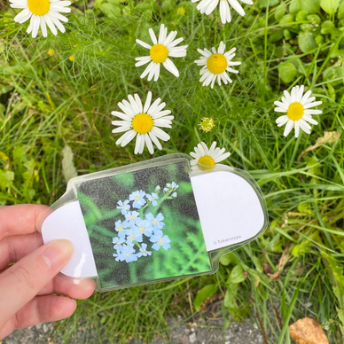 Väriliuskat luonnossa