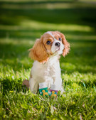 6 vinkkiä koiran hoitoon kesällä