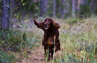 Kun koiran iho kutisee – nämä tuotteet olisin toivonut löytäväni jo vuosia sitten