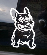 Heijastintarra Ranskan Bulldog