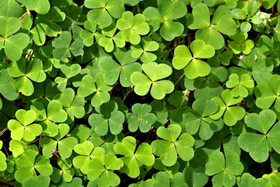 Postikortti - Ketunleivät