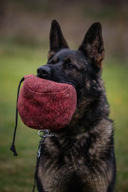 Koiratarvikkeiden esittelyä