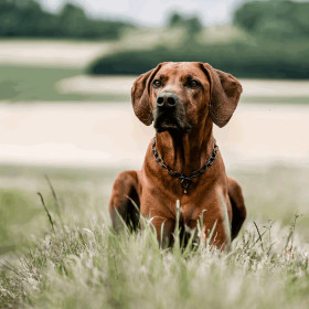 Ketjupanta keskilenkki RST Musta 3 mm