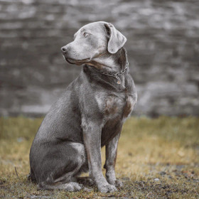 Ketjupanta keskilenkki  RST teräs 3 mm