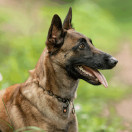 Ketjupanta keskienkki SPRENGER-koukulla - RST Musta 3 mm