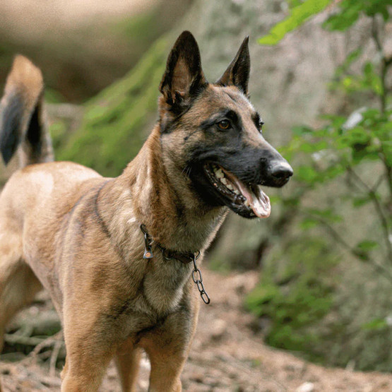 Ketjupanta keskienkki SPRENGER-koukulla - RST Musta 3 mm