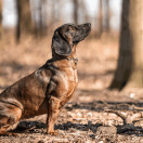 Ketjupanta keskienkki SPRENGER-koukulla - RST Musta 3 mm