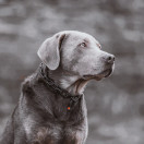 Ketjupanta keskilenkki RST Musta 4 mm