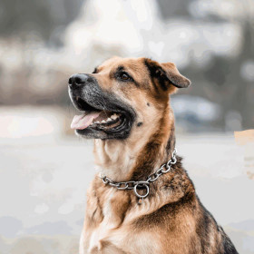 Ketjupanta keskilenkki  RST Teräs 4 mm