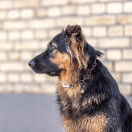 Ketjupanta pikkulenkki SPRENGER-koukulla RST teräs, 4,0 mm