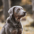 Ketjupanta pikkulenkki SPRENGER-koukulla RST teräs, 4,0 mm