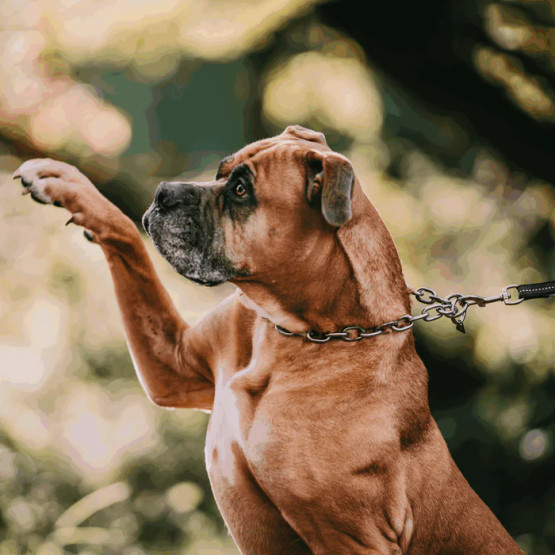 Ketjupanta keskilenkki RST Teräs 5 mm