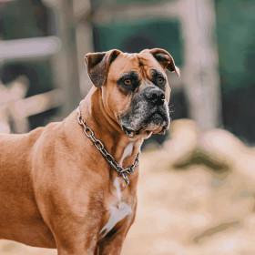 Ketjupanta keskilenkki RST Teräs 5 mm