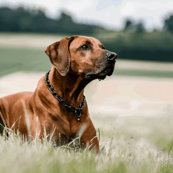 Ketjupanta keskilenkki RST Musta 5 mm