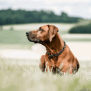 Ketjupanta keskilenkki RST Musta 5 mm