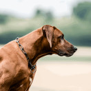 Ketjupanta pitkälenkki RST Musta 5 mm