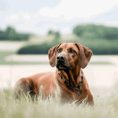 Ketjupanta pitkälenkki RST Musta 5 mm