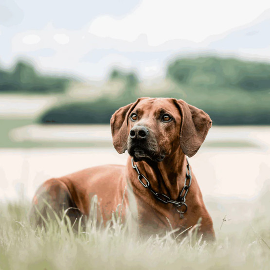 Ketjupanta pitkälenkki RST Musta 5 mm